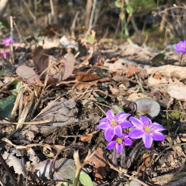 雪割草開花状況「国営越後丘陵公園」