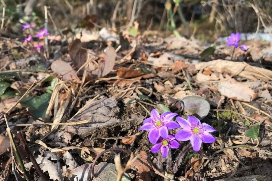 雪割草開花状況「国営越後丘陵公園」