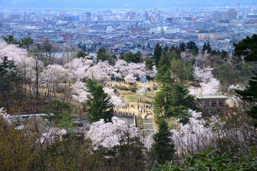 悠久山桜まつり 長岡のイベント 公式 長岡観光ナビ 新潟県長岡市の観光 旅行サイト