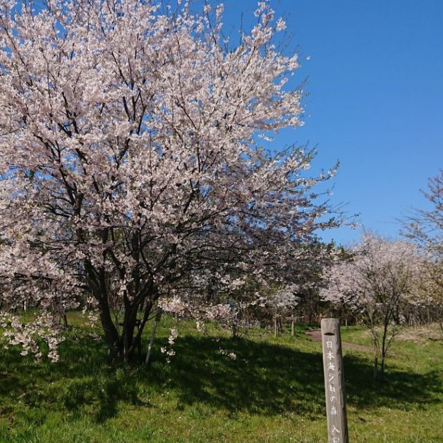 寺泊日本海夕日の森 桜並木