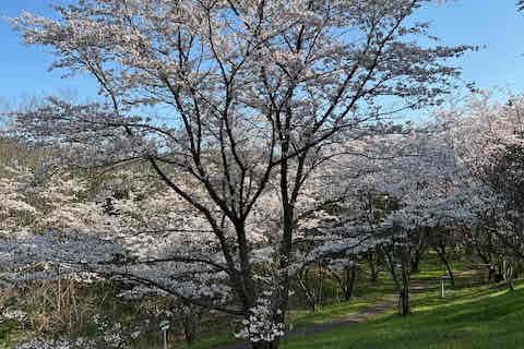 寺泊日本海夕日の森 桜並木