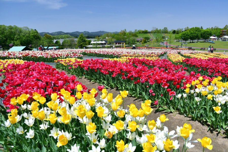 国営越後丘陵公園 チューリップまつり 長岡のイベント 公式 長岡観光ナビ 新潟県長岡市の観光 旅行サイト