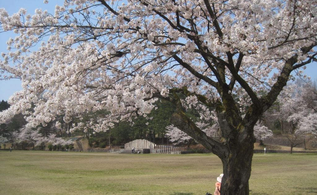 春にオススメ 花とグルメと酒造見学 長岡のモデルコース 公式 長岡観光ナビ 新潟県長岡市の観光 旅行サイト