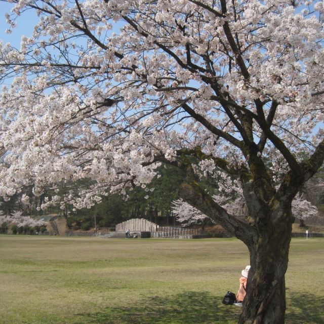 春にオススメ‼花とグルメと酒造見学【1日コース】