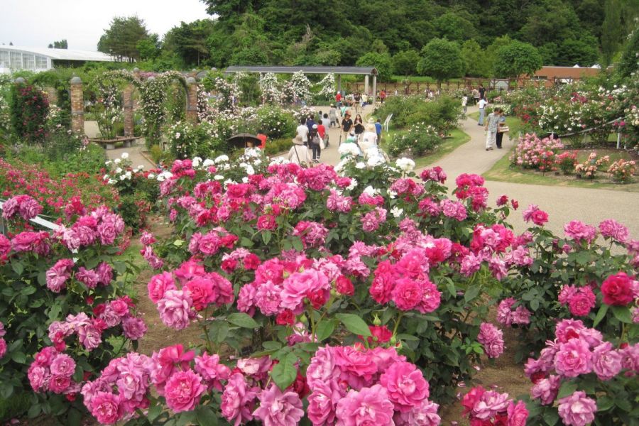 第13回フラワースタンプラリー 長岡のイベント 公式 長岡観光ナビ 新潟県長岡市の観光 旅行サイト