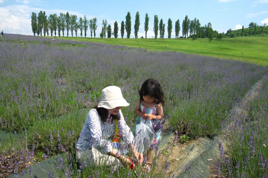 国営越後丘陵公園 ラベンダー摘み取り体験 長岡のイベント 公式 長岡観光ナビ 新潟県長岡市の観光 旅行サイト