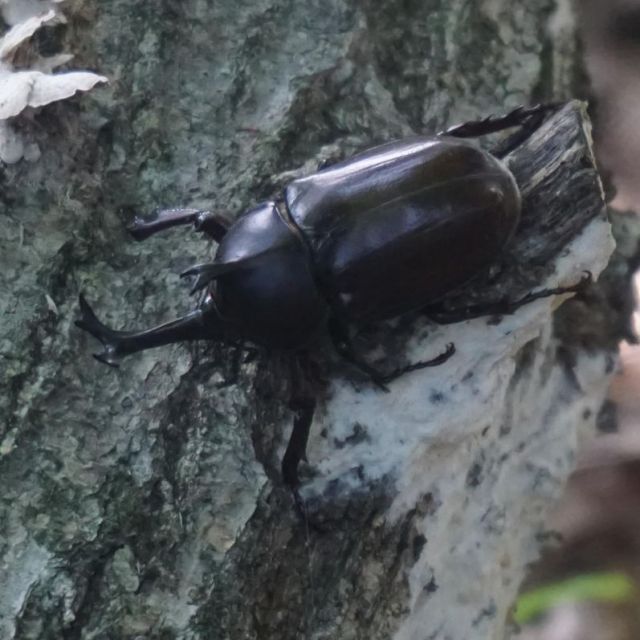 国営越後丘陵公園「カブトムシハウス」