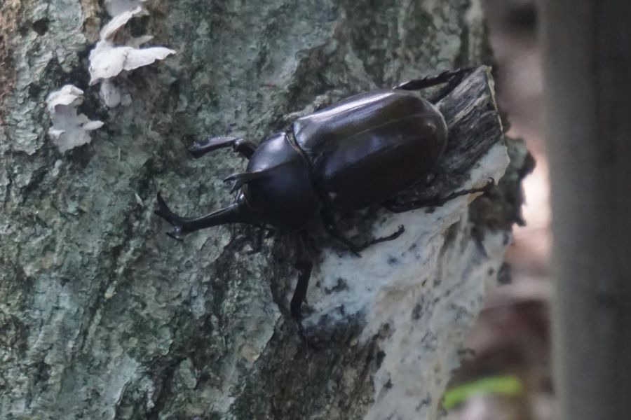 国営越後丘陵公園「カブトムシハウス」