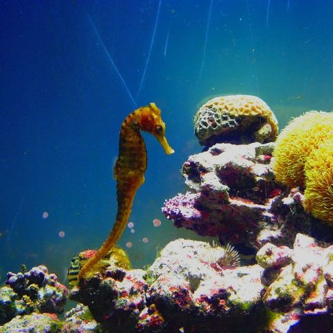 寺泊水族博物館　水生生物探索会「タツノオトシゴを見つけよう」