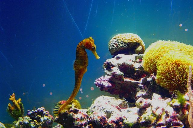 寺泊水族博物館 水生生物探索会 タツノオトシゴを見つけよう 長岡のイベント 公式 長岡観光ナビ 新潟県長岡市の観光 旅行サイト