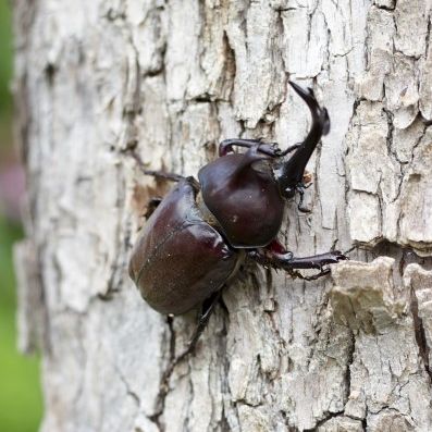 雪国植物園「カブトムシの飼い方教室」