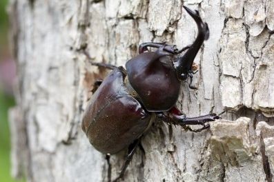 雪国植物園「カブトムシの飼い方教室」