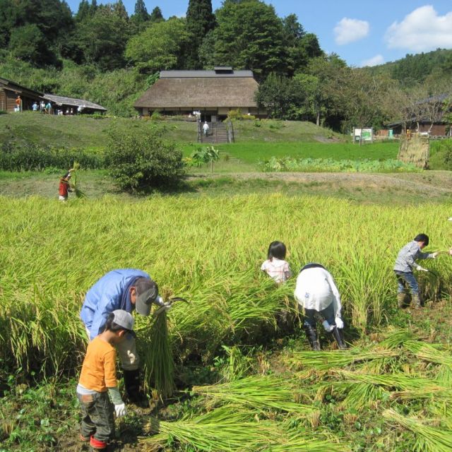 国営越後丘陵公園「稲刈り体験」