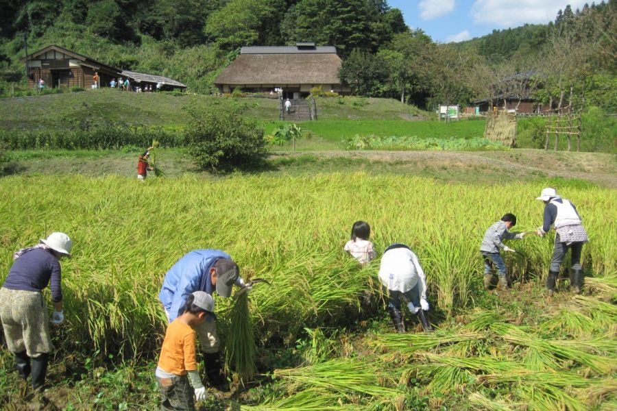 国営越後丘陵公園「稲刈り体験」