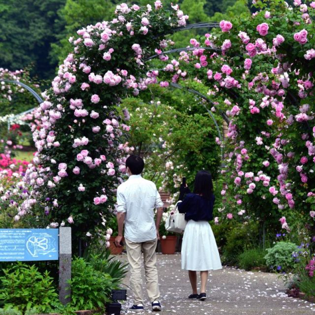 国営越後丘陵公園「香りのばらまつり・春」