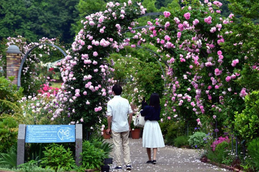 国営越後丘陵公園「香りのばらまつり・春」