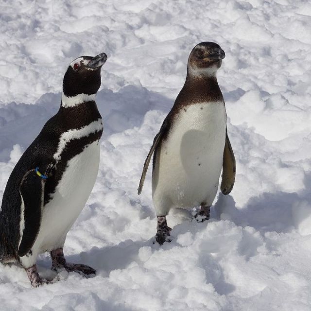 国営越後丘陵公園「ペンギンが公園にやってくる！」