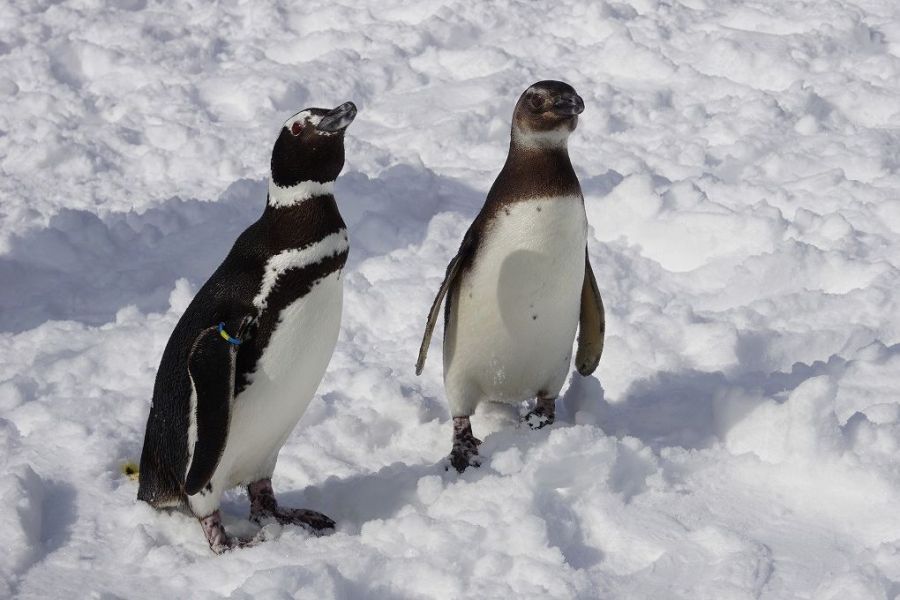 国営越後丘陵公園「ペンギンが公園にやってくる！」【中止】