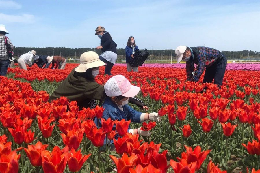 国営越後丘陵公園 花絵プロジェクト 長岡のイベント 公式 長岡観光ナビ 新潟県長岡市の観光 旅行サイト