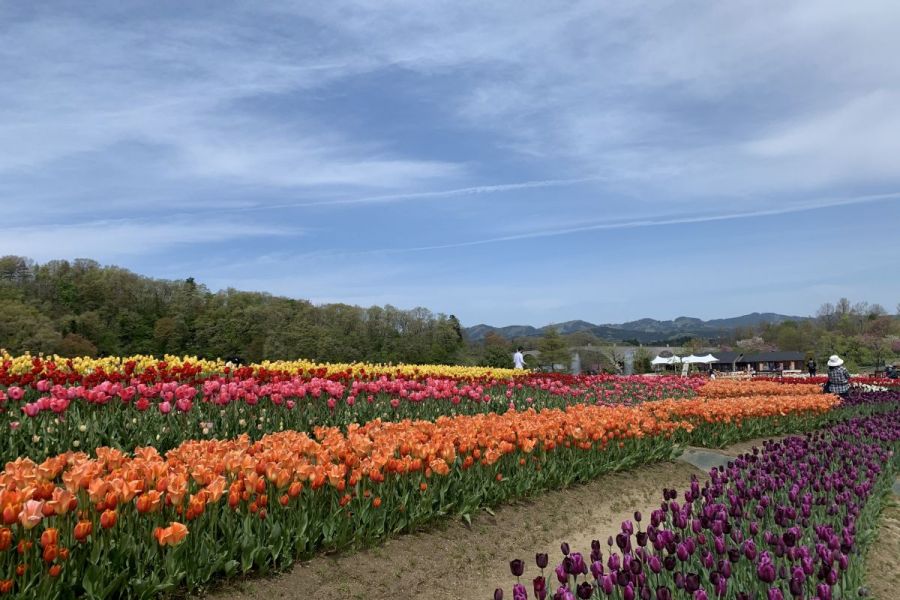 国営越後丘陵公園 花絵プロジェクト 長岡のイベント 公式 長岡観光ナビ 新潟県長岡市の観光 旅行サイト