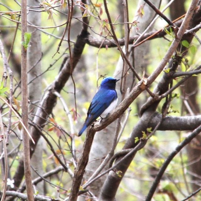 国営越後丘陵公園「春のバードウォッチング」