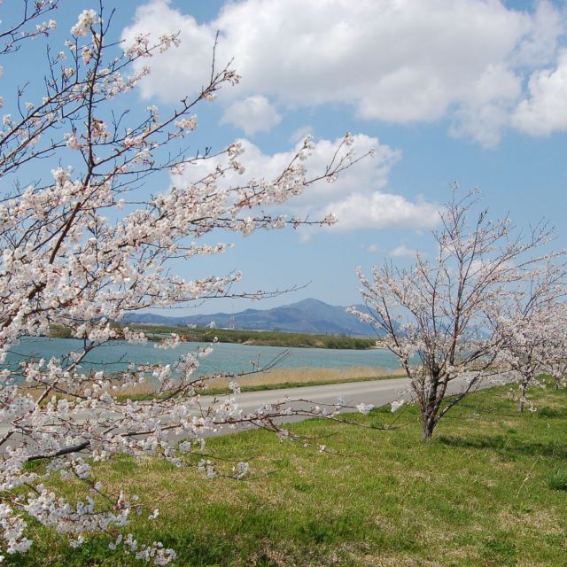 万本桜植樹帯
