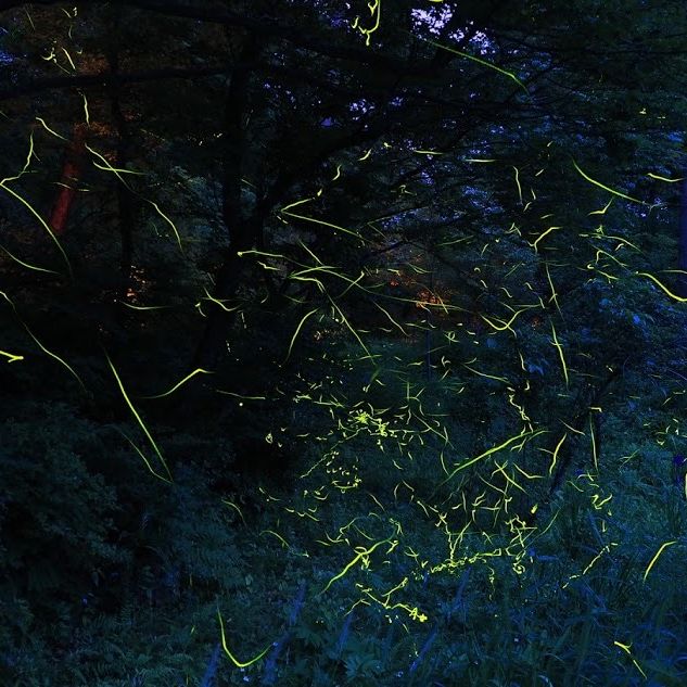 雪国植物園「ホタルの夕べ」