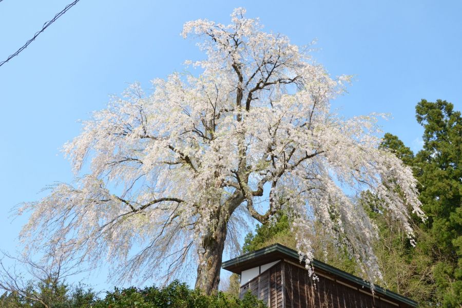 栗山沢しだれ桜