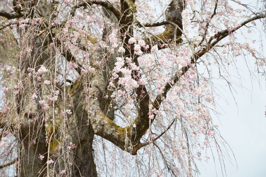 栗山沢しだれ桜 長岡の観光スポット 公式 長岡観光ナビ 新潟県長岡市の観光 旅行サイト