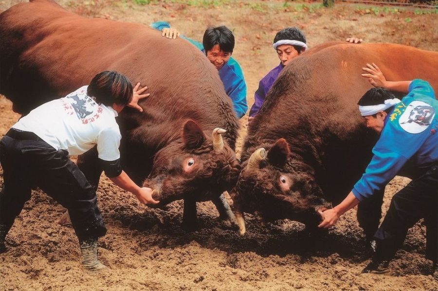 山古志闘牛