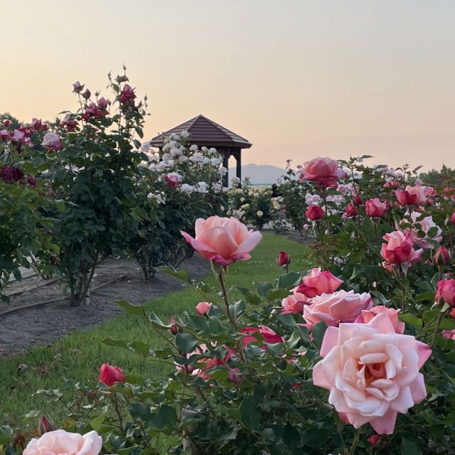 国営越後丘陵公園「サンセットオープン」