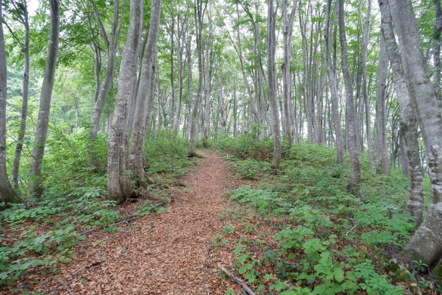 守門岳入塩川コースブナ林