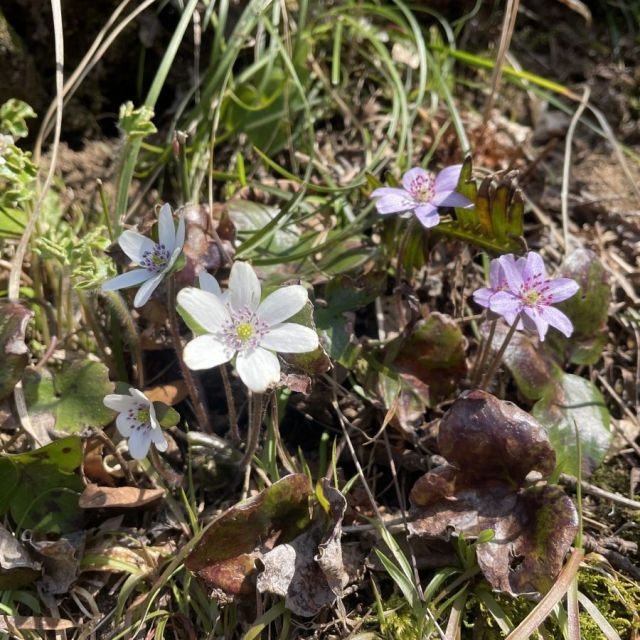 雪割草開花状況「大崎雪割草の里」