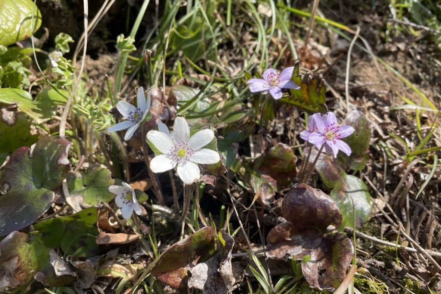 雪割草開花状況「大崎雪割草の里」