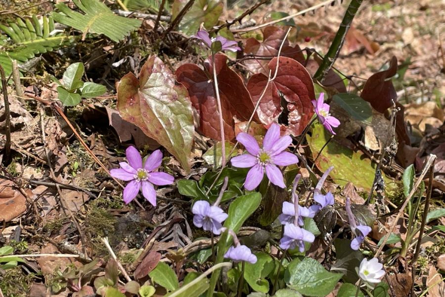 雪割草開花状況「雪国植物園」