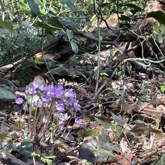雪割草開花状況「妙法寺」