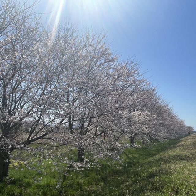 万本桜植樹帯