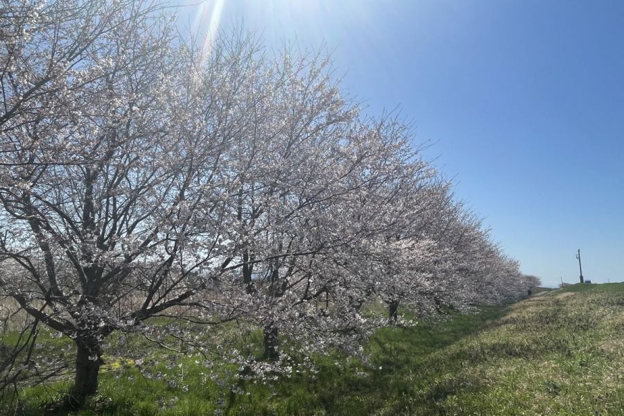 万本桜植樹帯