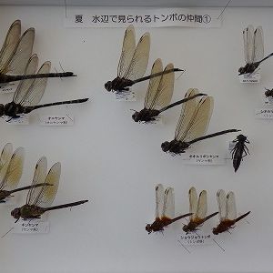 国営越後丘陵公園『昆虫標本づくり』