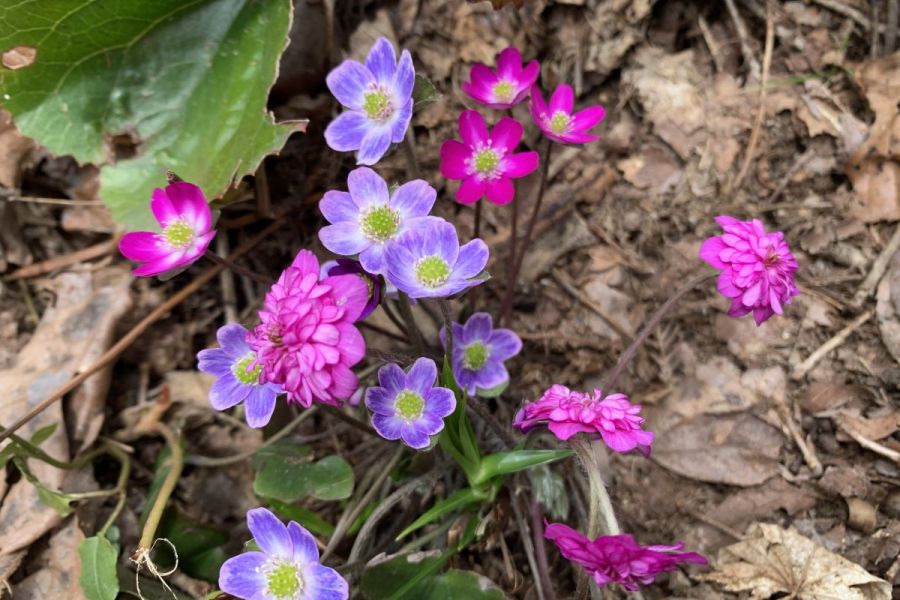 【雪国植物園】造園開始40周年記念日イベント