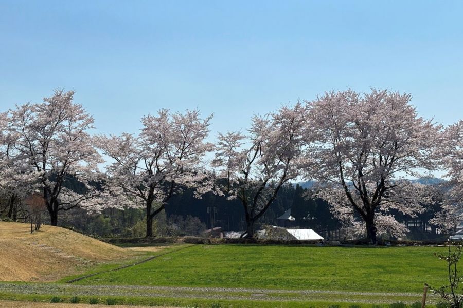 桜も見頃です