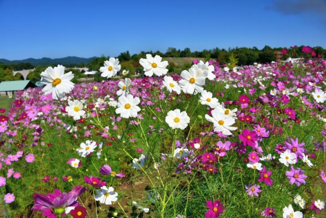 国営越後丘陵公園「コスモスまつり｣
