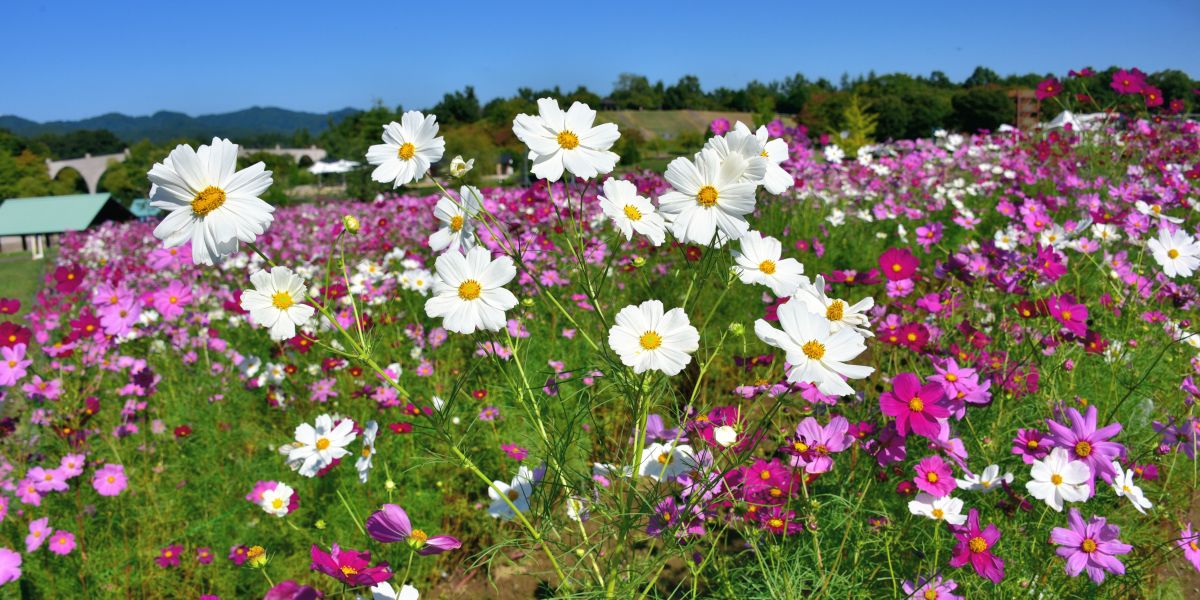 国営越後丘陵公園「コスモスまつり｣