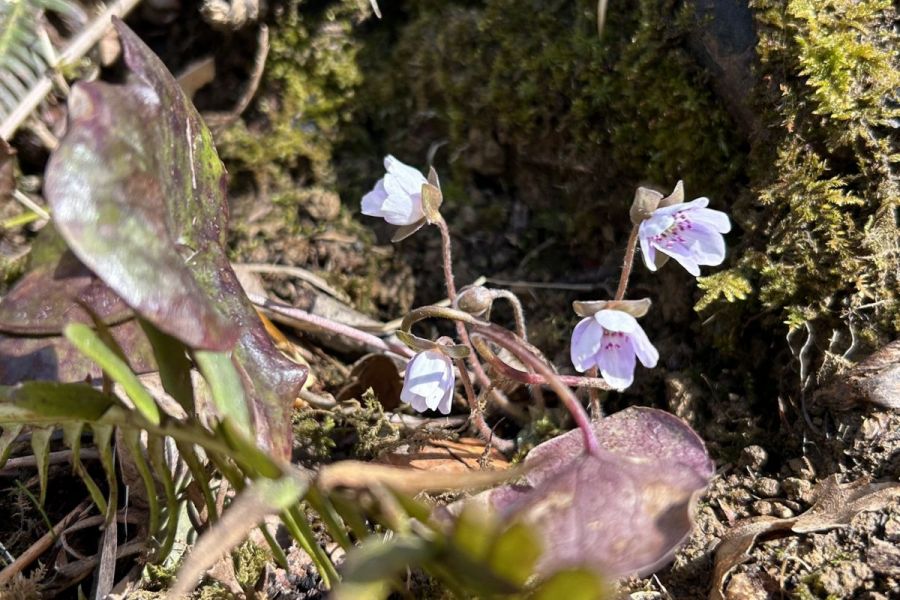 大崎雪割草開花状況0307