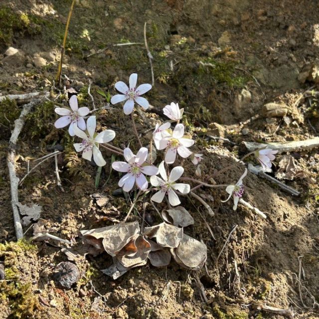 雪割草開花状況「大崎雪割草の里」