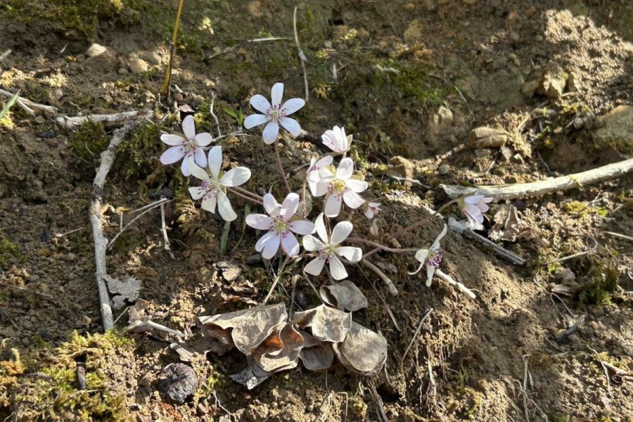 雪割草開花状況「大崎雪割草の里」