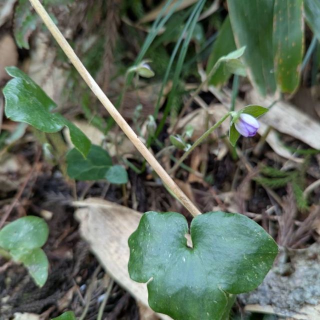 雪割草開花状況「妙法寺」