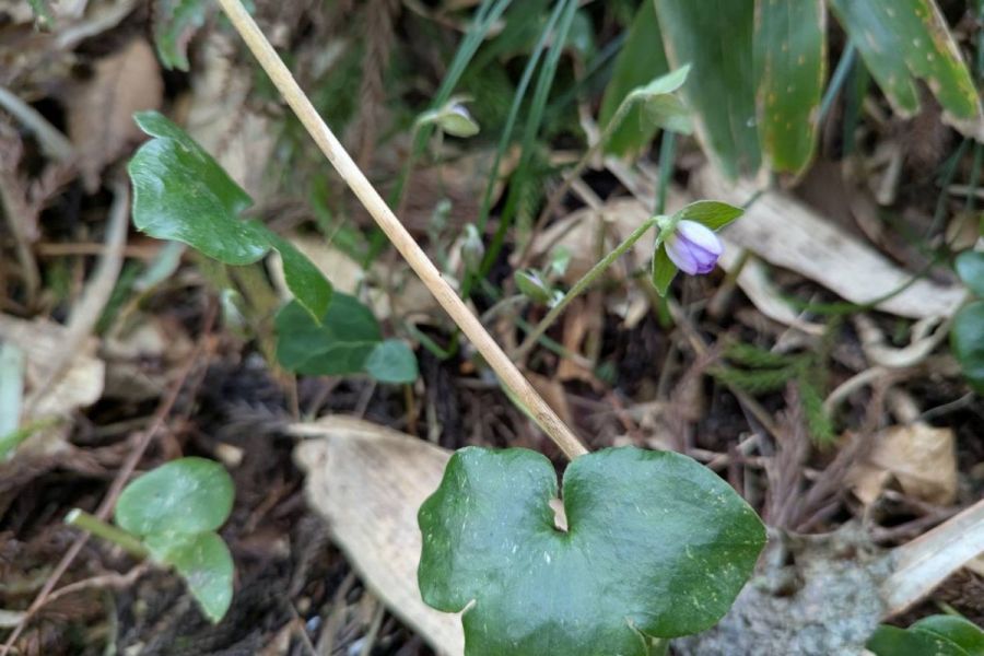 雪割草開花状況「妙法寺」