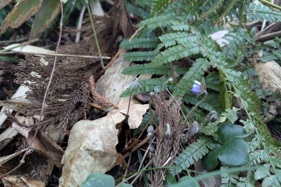 妙法寺雪割草開花状況0307