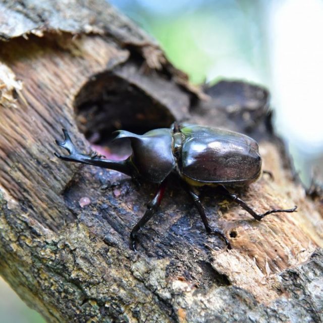 国営越後丘陵公園「カブトムシハウス」